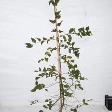 Carpinus betulus - Heckenpflanzen, MB 150- 175
