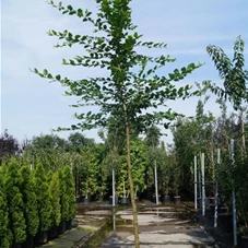 Carpinus betulus - Baum, H C 43 10- 12