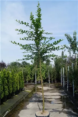 Hainbuche,Weißbuche - Carpinus betulus - Baum