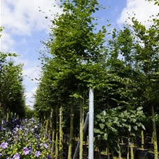 Fagus sylvatica - Baum, H C 43 12- 14