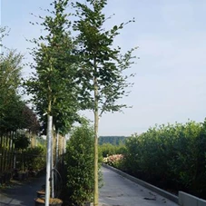 Fagus sylvatica - Baum, H C 80 16- 18