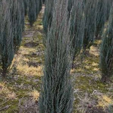 Juniperus scopulorum 'Blue Arrow', mB 80- 100