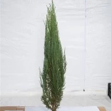 Juniperus scopulorum 'Blue Arrow', mB 100- 125