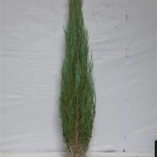 Juniperus scopulorum 'Blue Arrow', mB 125- 150
