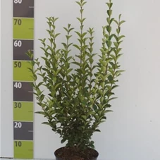 Ligustrum ovalifolium - Heckenpflanzen, C 3 40- 60