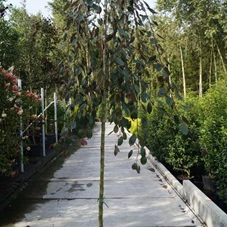 Malus 'Royal Beauty' CAC - Baum, H C 43 10- 12