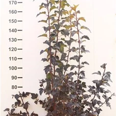Physocarpus opulifolius 'Diable d'Or' -R-, mB 125- 150