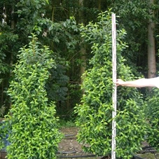 Prunus lusitanica 'Angustifolia' - Heckenpflanzen, C 45 - Aktion 180- 200