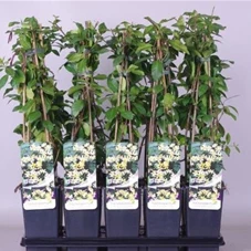 Trachelospermum jasminoides - Kletterpflanzen, C 2 gestäbt 50- 60