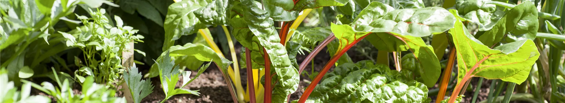 Frisches und leckeres Gemüse aus dem eigenen Garten