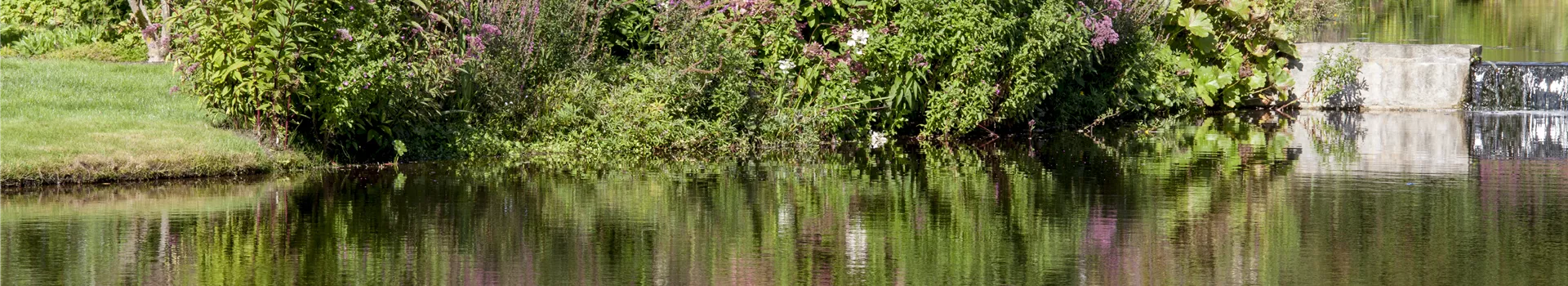 Natürliche Algenbekämpfung im Teich