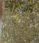 Gemeine Esche - Fraxinus excelsior