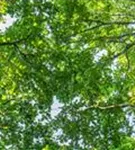 Stieleiche - Quercus robur
