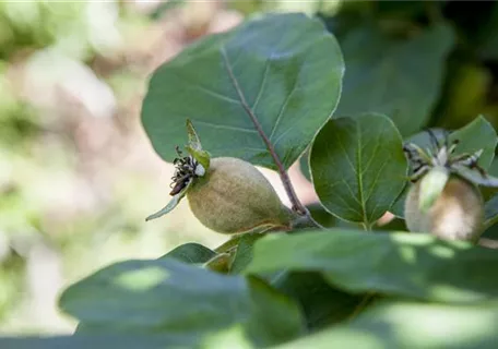 Prunus av.'Schneiders Späte Knorpelkir.' CAC, Süßkirsche 'Schneiders Späte  Knorpel' 6.KW - Semper Verde Pflanzenzentrum Ullmer GbR