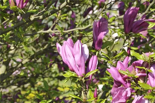 Purpurmagnolie 'Betty' - Magnolia liliiflora 'Betty'