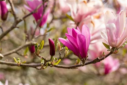Purpurmagnolie 'Betty' - Magnolia liliiflora 'Betty'