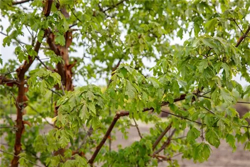 Zimtahorn - Acer griseum