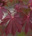 Japanischer Feuerahorn - Acer japonicum 'Aconitifolium'