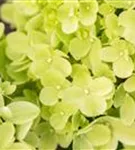 Rispenhortensie 'Little Lime' - Hydrangea paniculata 'Little Lime'