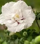 Garteneibisch 'White Chiffon' -R- - Hibiscus 'White Chiffon' -R-
