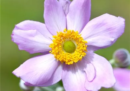 Anemone tomentosa 'Serenade' - Filzige Garten-Herbst-Anemone
