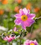 Filzige Garten-Herbst-Anemone - Anemone tomentosa 'Serenade'