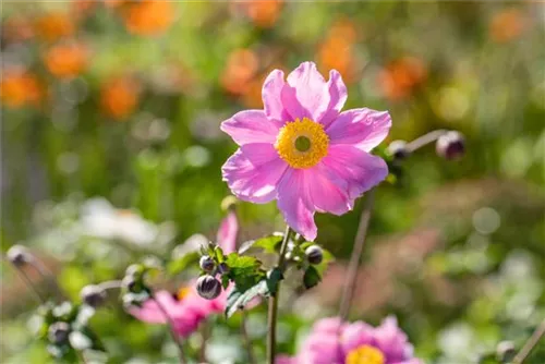 Filzige Garten-Herbst-Anemone - Anemone tomentosa 'Serenade'