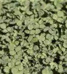 Blaugrünes Stachelnüsschen - Acaena buchananii