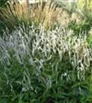 Garten-Kerzenknöterich - Bistorta amplexicaulis 'Alba'