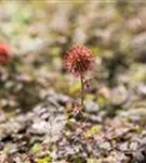 Garten-Stachelnüsschen - Acaena microphylla 'Kupferteppich'