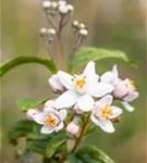 Rosendeutzie 'Mont Rose' - Deutzia hybrida 'Mont Rose' - Wildgehölze