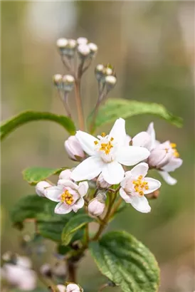 Rosendeutzie - Deutzia hybrida 'Mont Rose' - Ziergehölze