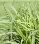Polsterartige Garten-Segge - Carex caryophyllea 'The Beatles'