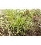 Schatten-Segge - Carex umbrosa