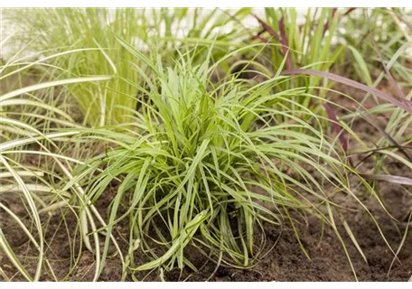 Carex umbrosa - Schatten-Segge