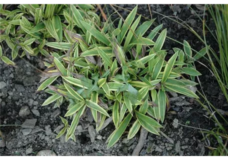 Carex ciliato-marginata 'Shima-nishiki' - Buntblättrige Breitblatt-Garten-Segge