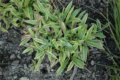 Buntblättrige Breitblatt-Garten-Segge - Carex ciliato-marginata 'Shima-nishiki'
