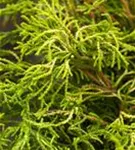 Hinoki-Scheinzypresse - Chamaecyparis obtusa