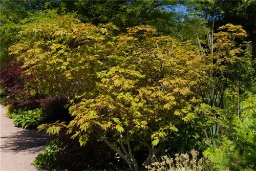 Japanischer Feuerahorn - Acer japonicum 'Aconitifolium'