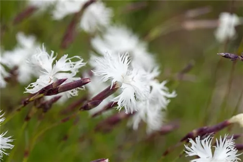 Sand-Nelke (Dianthus Arenarius) Samen – Winterhart, Mehrjährig, Weiße Blüten | Für Steingarten & Balkon