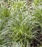 Garten-Segge - Carex morrowii 'Silver Sceptre'