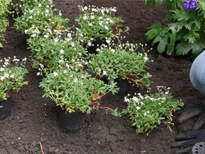 Fingerkraut - Einpflanzen im Garten