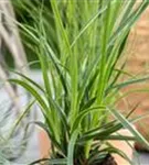 Bunte Garten-Segge - Carex morrowii 'Variegata'