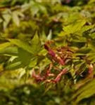 Fächerahorn 'Osakazuki' - Acer palmatum 'Osakazuki'