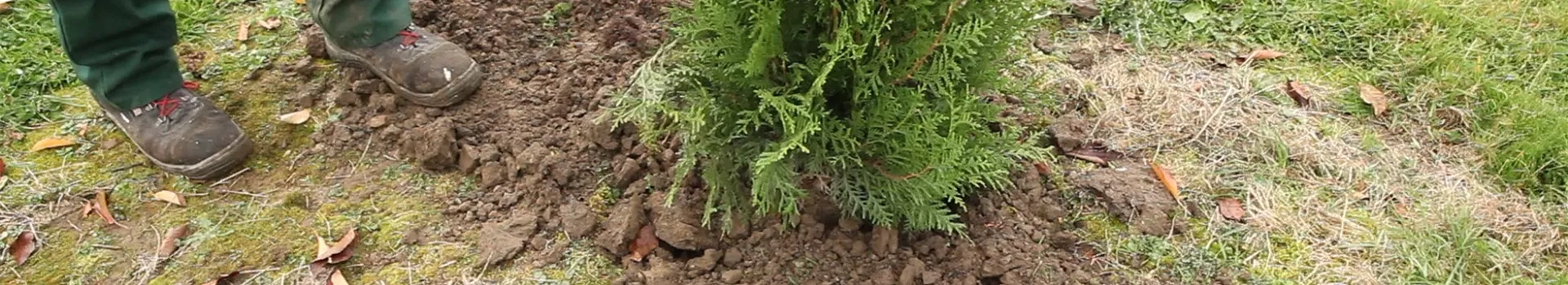 Lebensbaum Einpflanzen im Garten Semper Verde Pflanzenzentrum