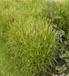 Palmwedel-Segge - Carex muskingumensis