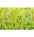 Wald-Segge - Carex sylvatica