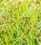 Palmwedel-Segge - Carex muskingumensis