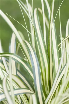 Weißgestreifte Vogelfuß-Segge - Carex ornithopoda 'Variegata'