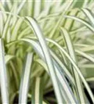 Gelbgrüne Garten-Segge - Carex oshimensis 'Evergold'